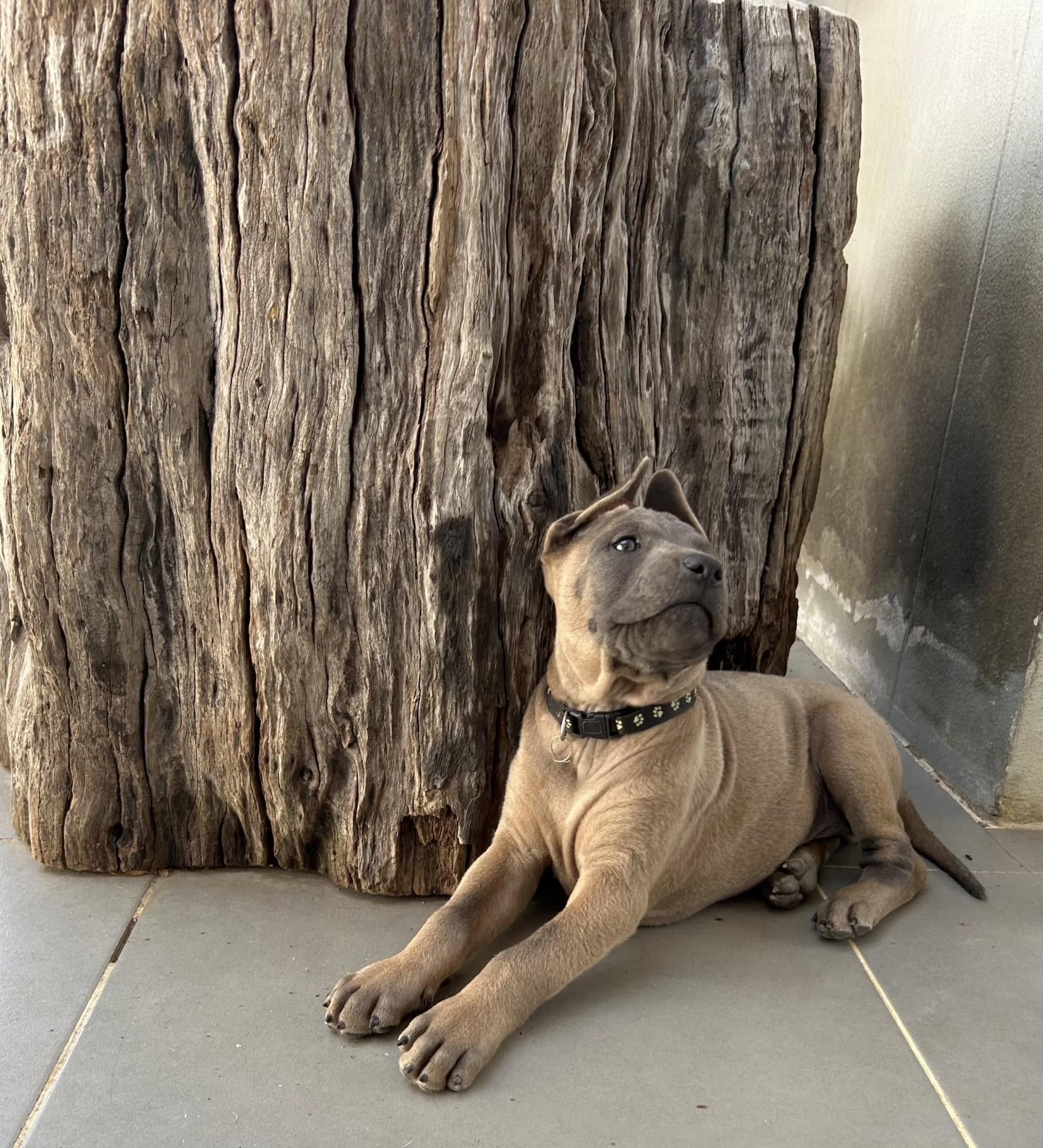 Breed Characteristics