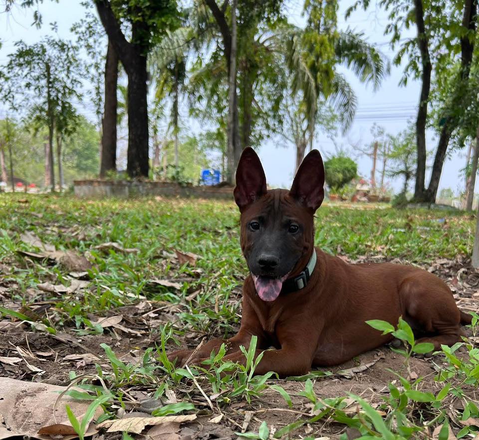 สุนัขไทยหลังอาน (Thai Ridgeback Dog)