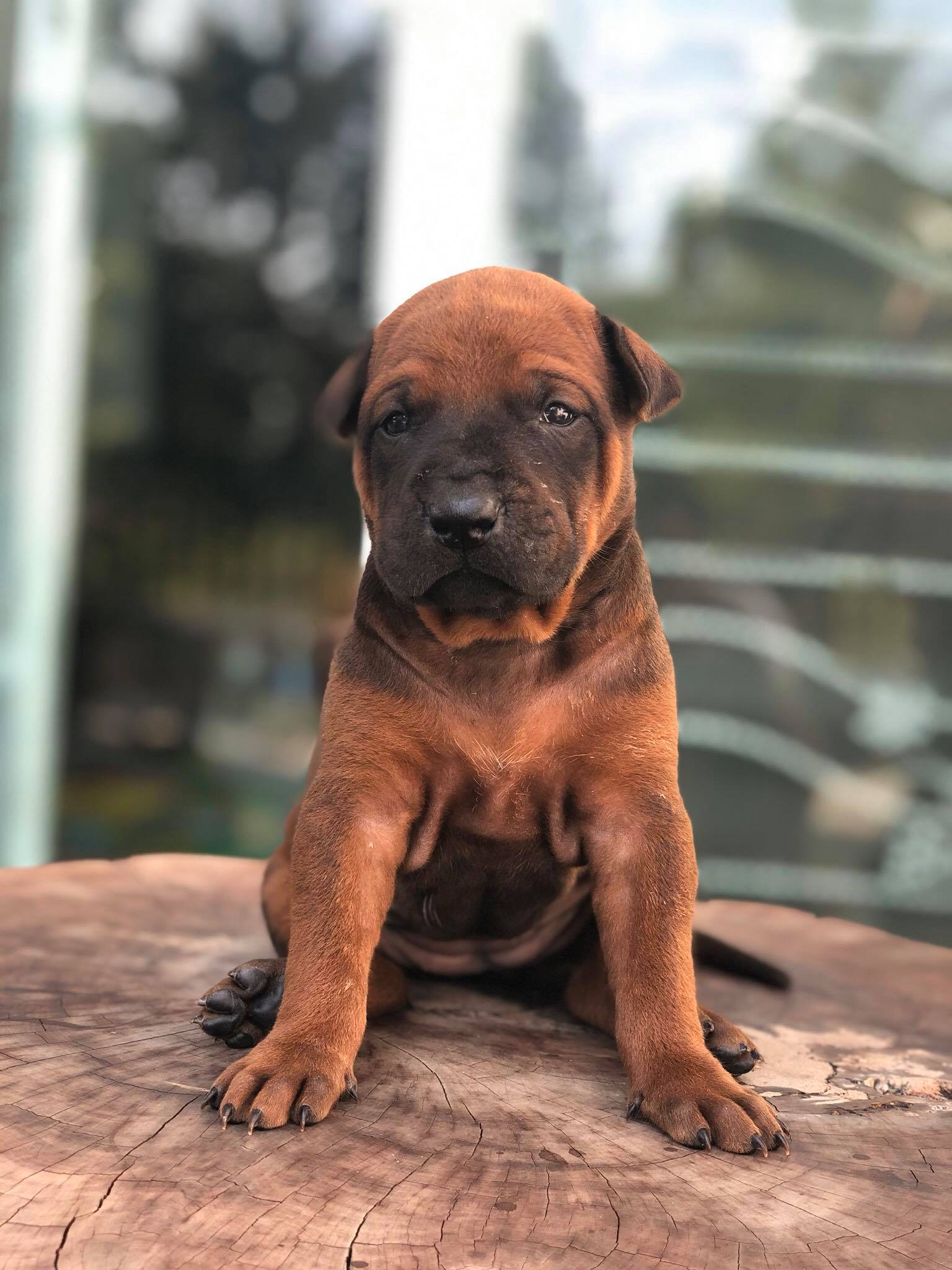 Thai Ridgeback