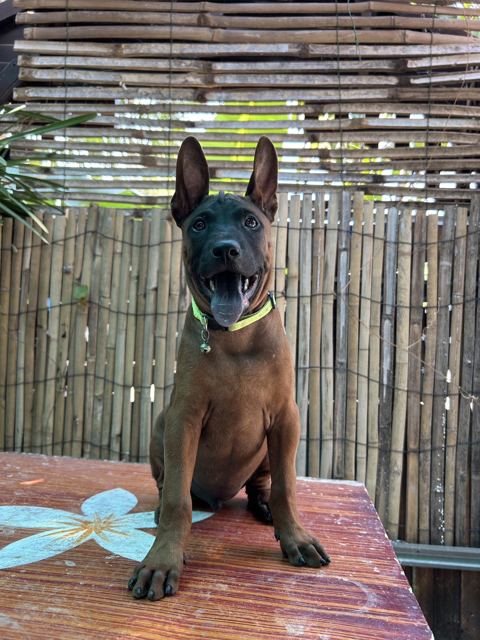 Thai Ridgeback Breeder