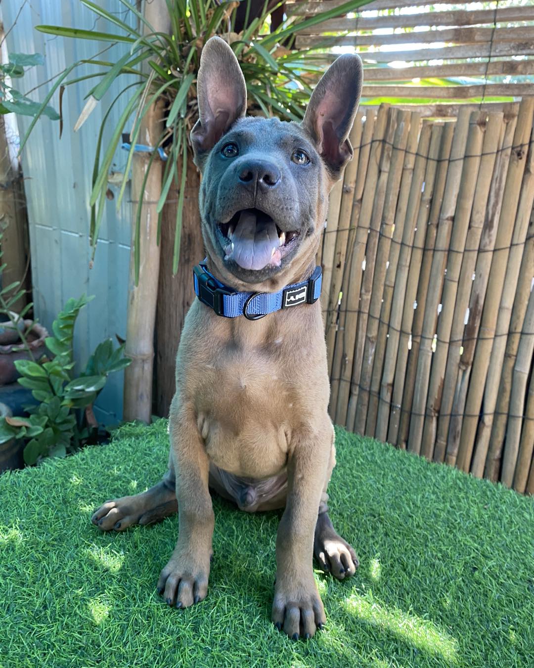 Thai Ridgeback Dog – Swad (gray-blue) Color