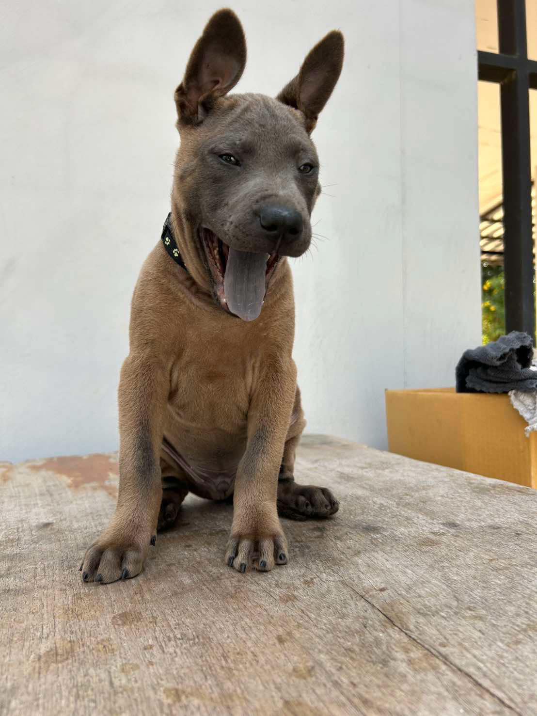 Thai Ridgeback Puppies Blue Color