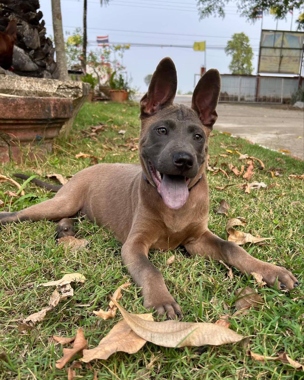 Thai Ridgeback for Sale in Thailand