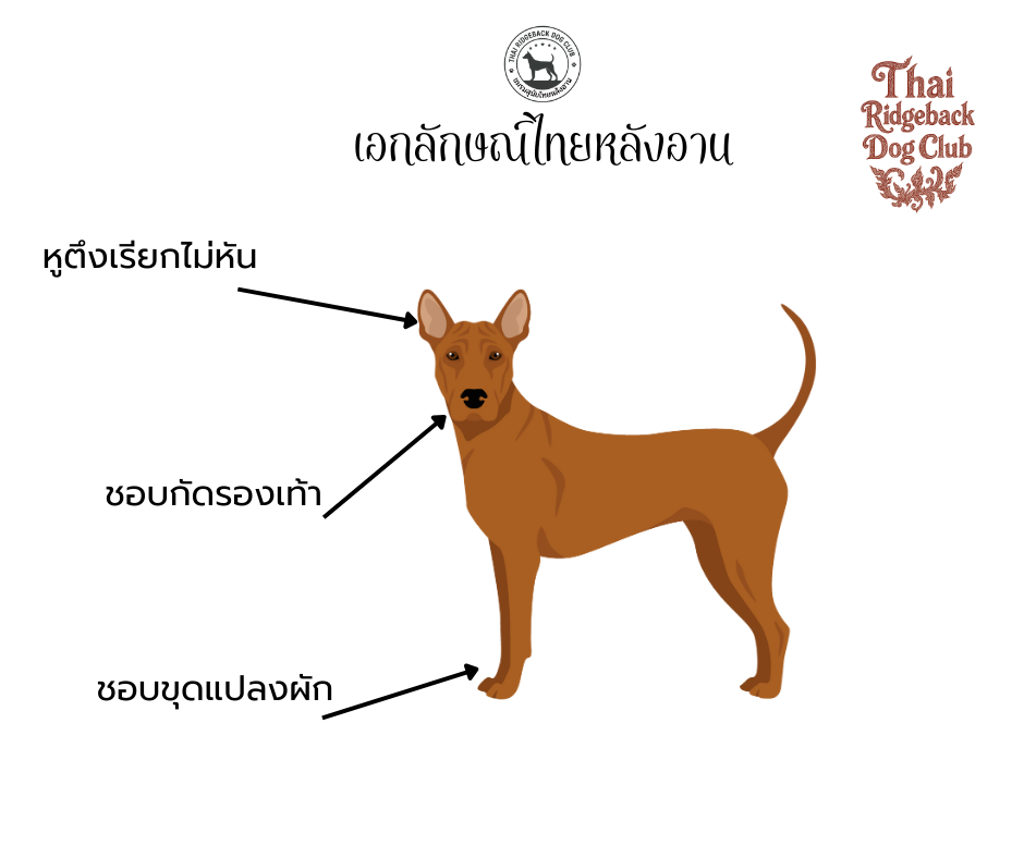 เอกลักษณ์ไทยหลังอาน