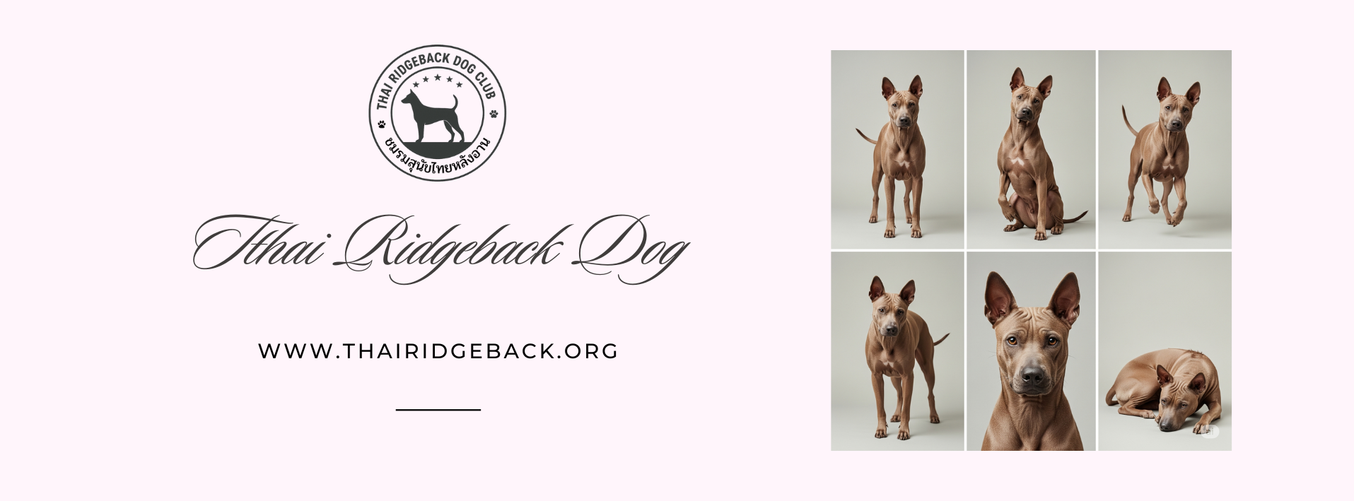 ชมรมสุนัขไทยหลังอาน – Thai Ridgeback Dog Club