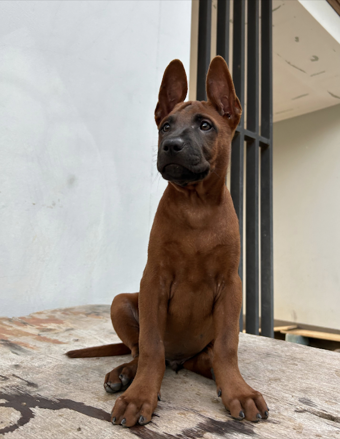 หมาไทยน่าเลี้ยง