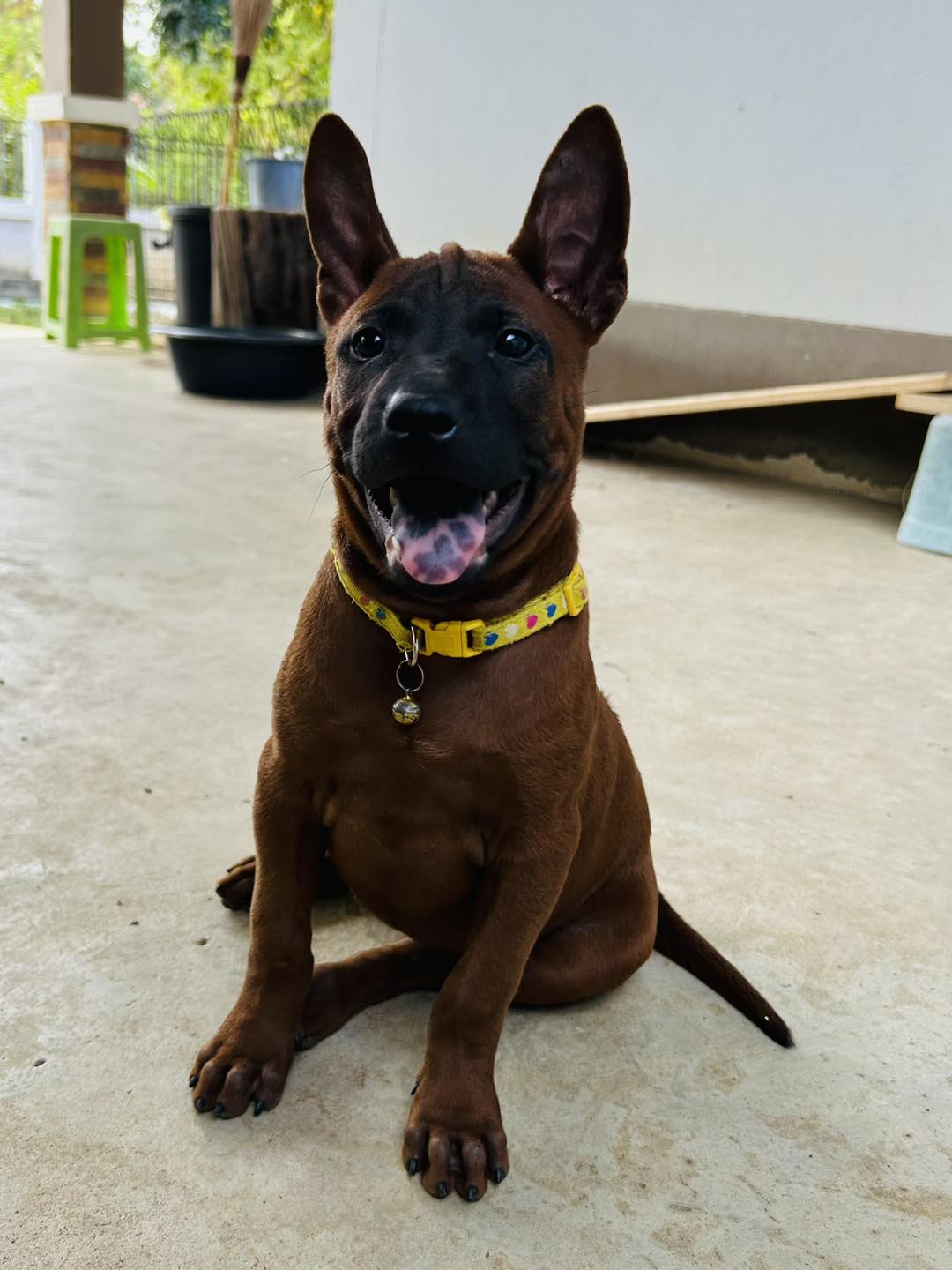 หาลูกหมาไทยหลังอาน