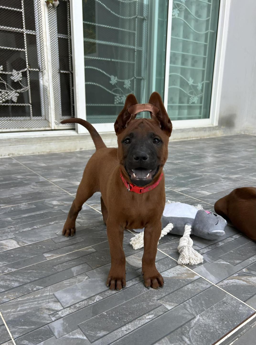 Free Thai Ridgeback Puppy