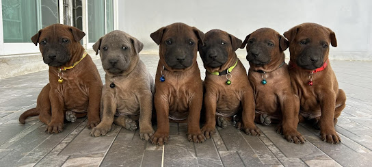 ฟาร์มสุนัขไทยหลังอาน