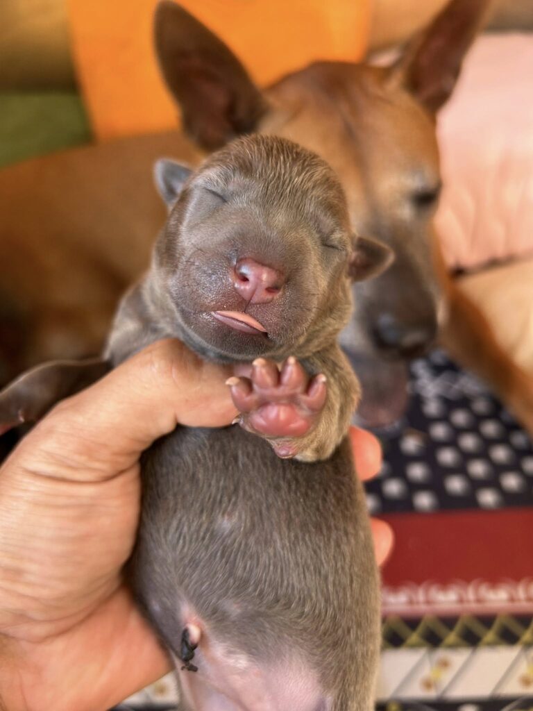 ลูกหมาไทยหลังอาน