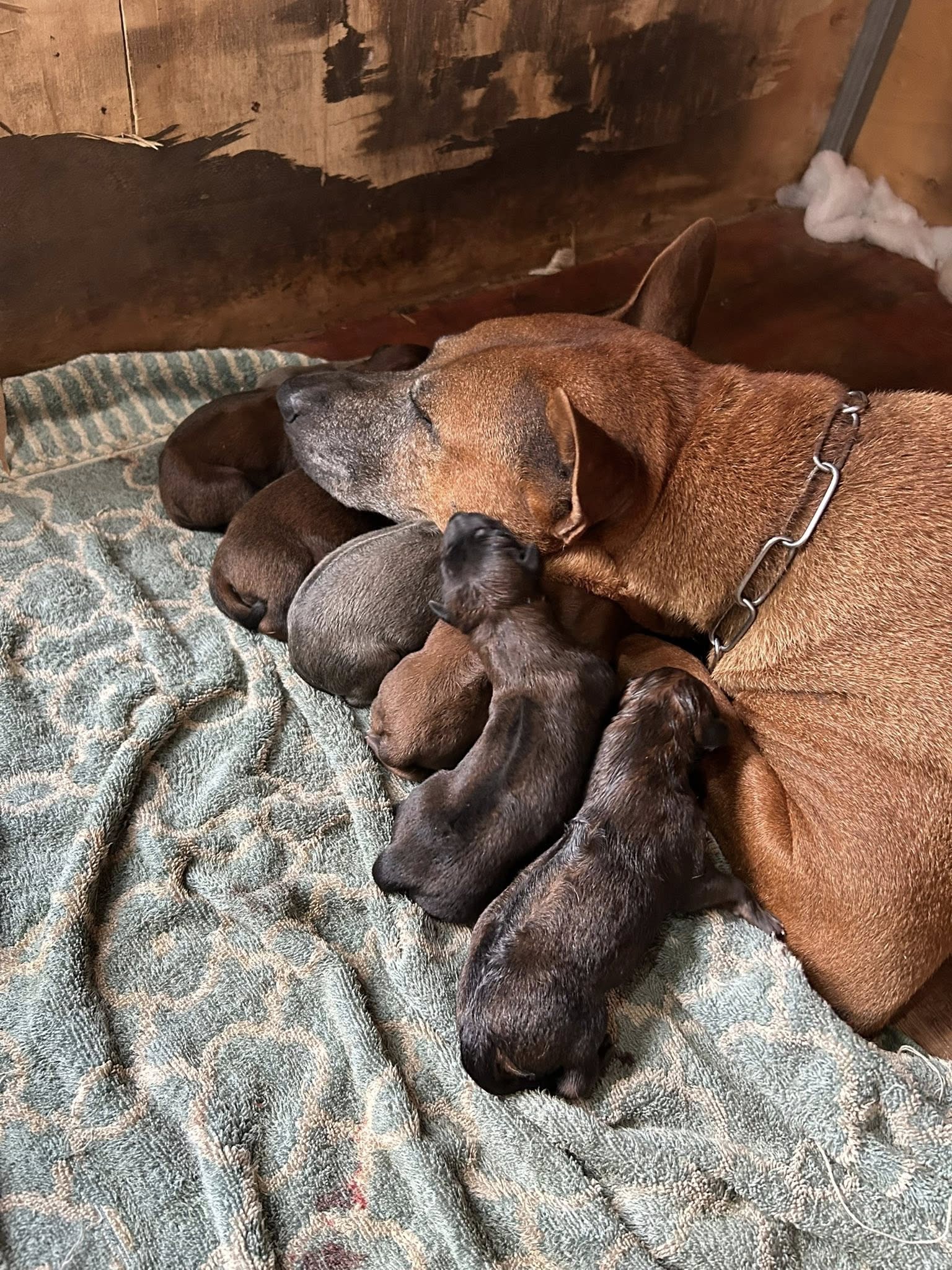 ขายลูกหมาไทยหลังอานแท้