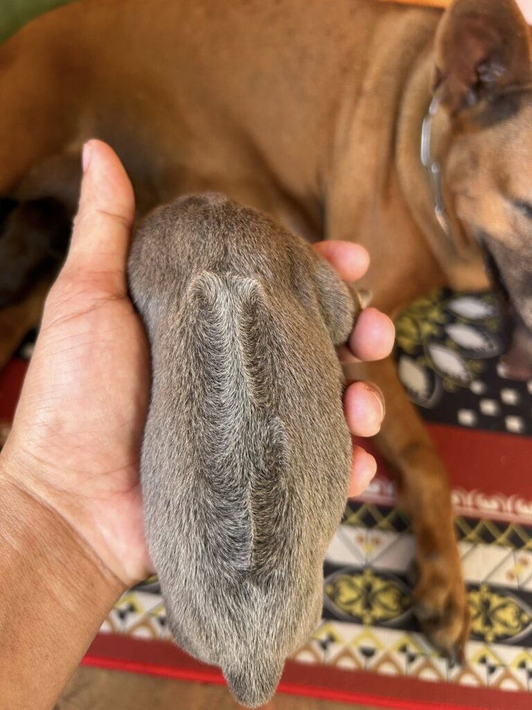 หมาไทยหลังอาน