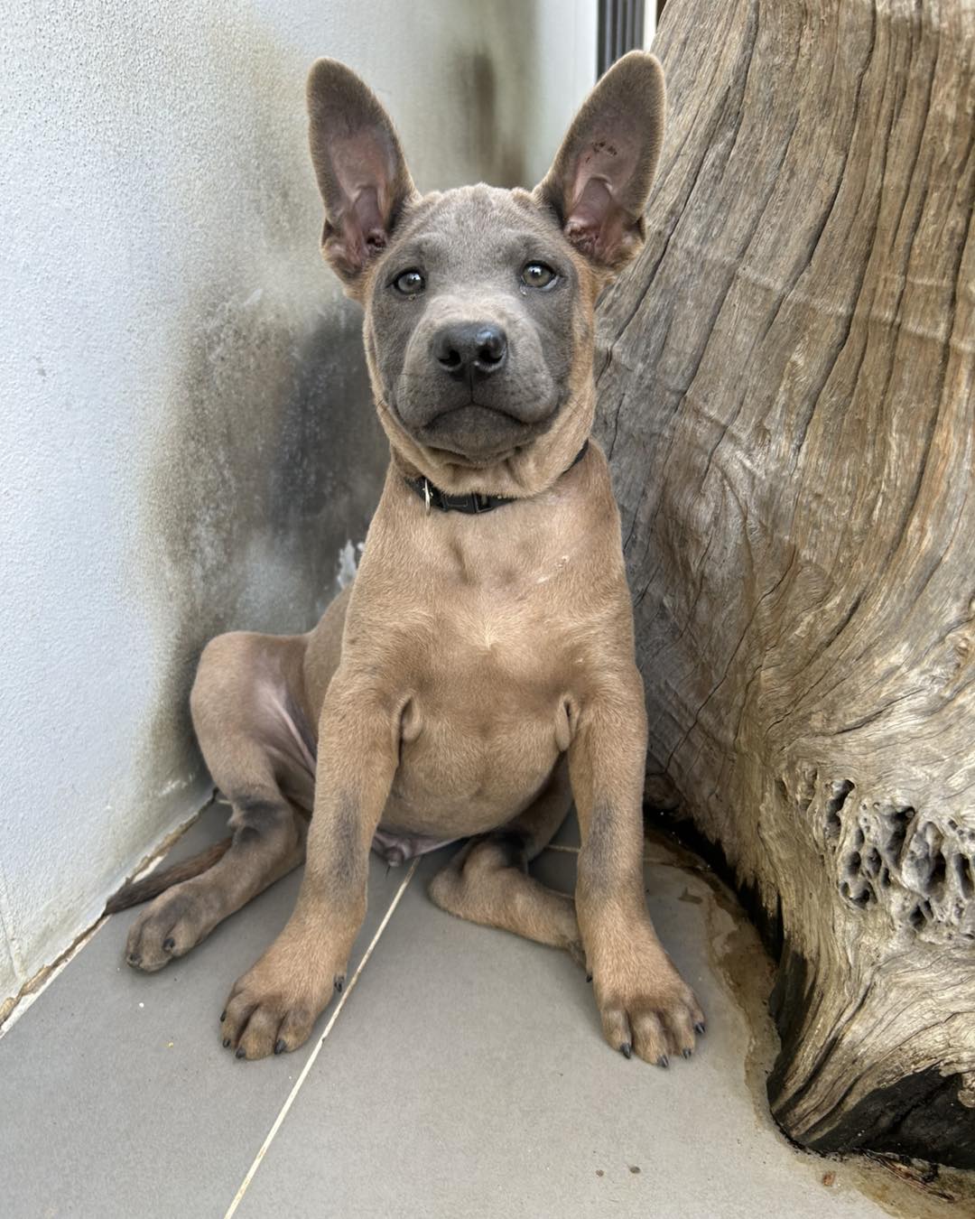 หมาไทยหลังอานสีหมอก