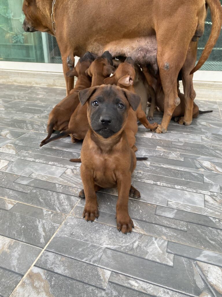 BELLA – ลูกหมาไทยหลัง