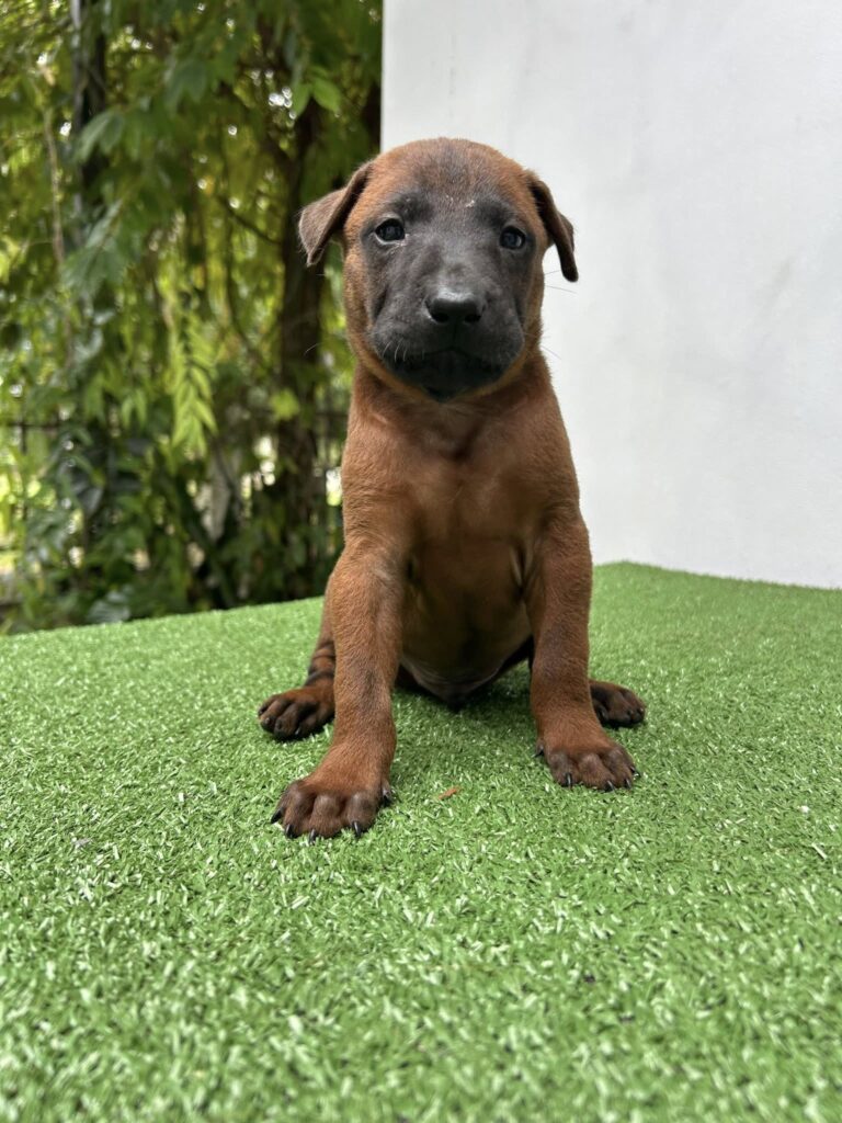 Jackie – ลูกหมาไทยหลังอาน