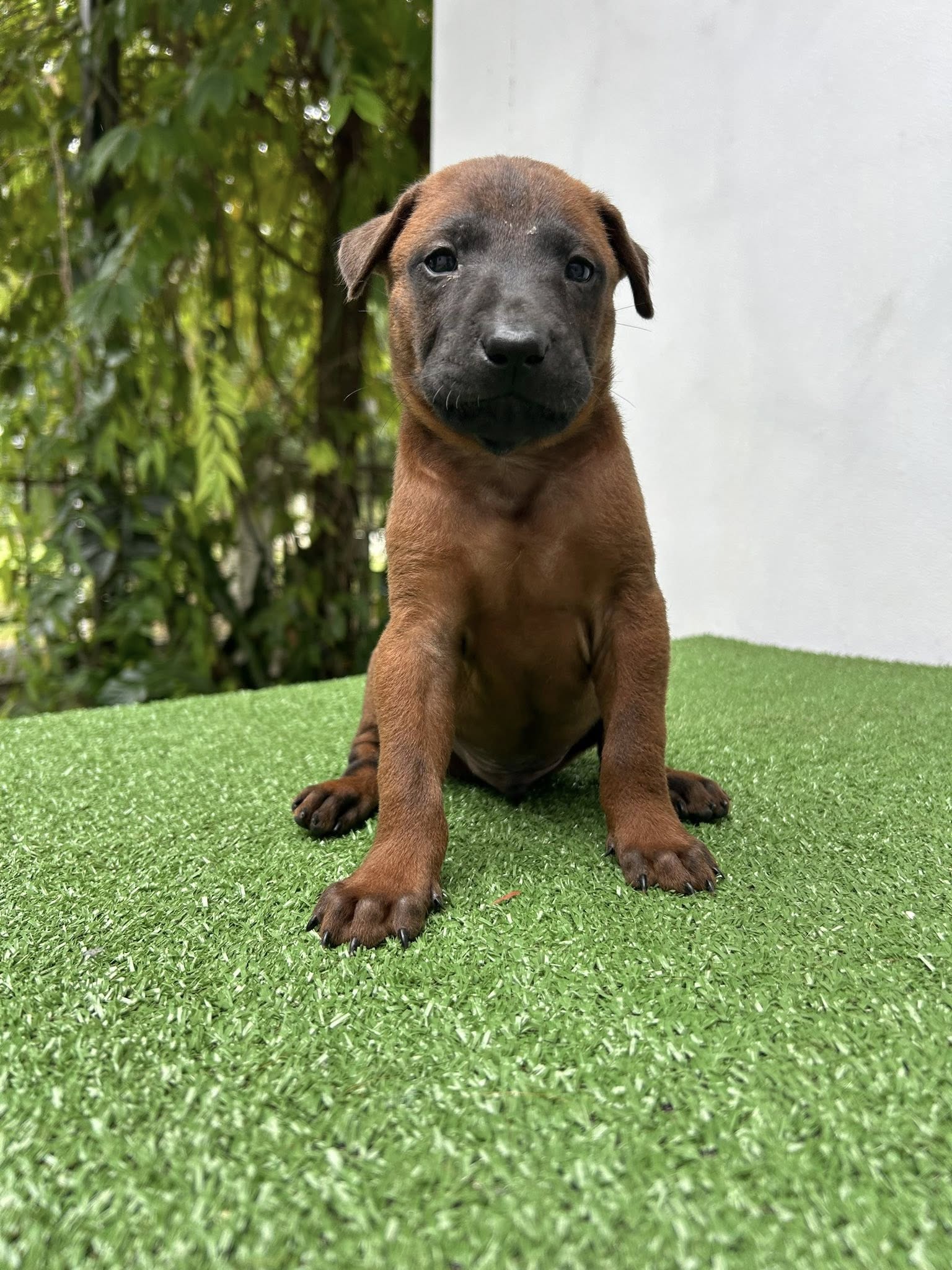 Jackie – ลูกหมาไทยหลังอาน