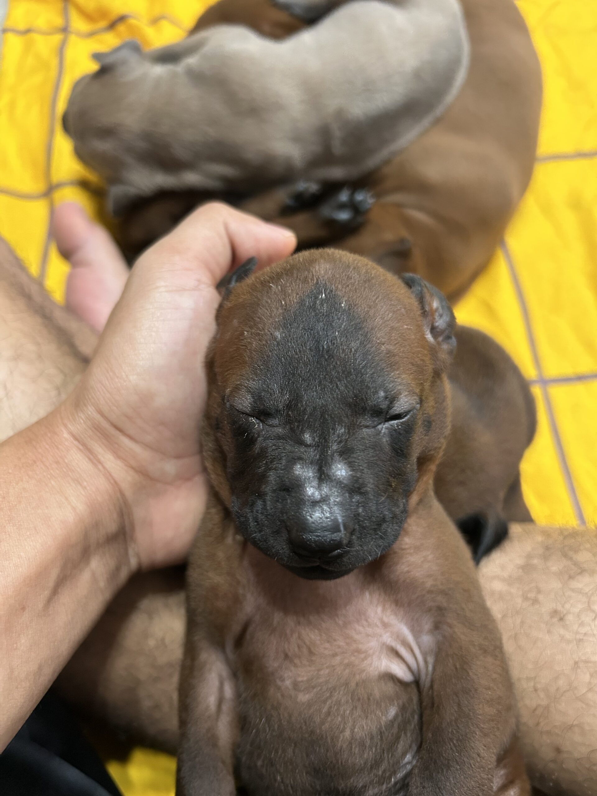 Mewda – ลูกหมาไทยหลังอาน