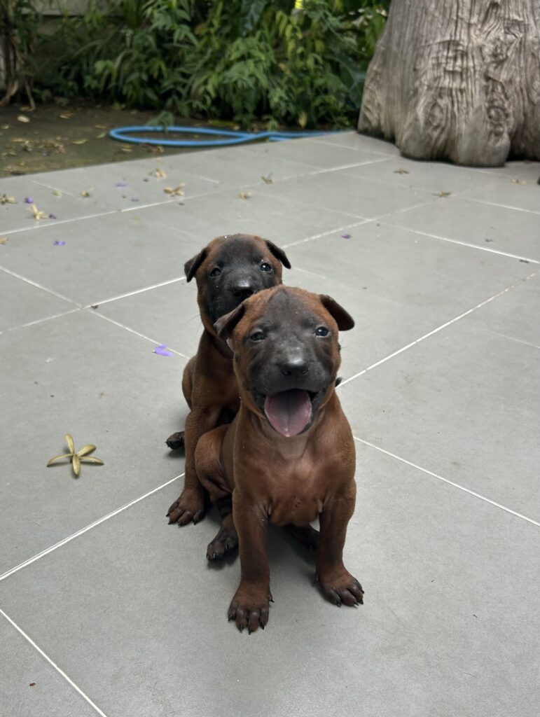 ตั้งชื่อลูกหมาไทยหลังอาน แนวไทยๆ