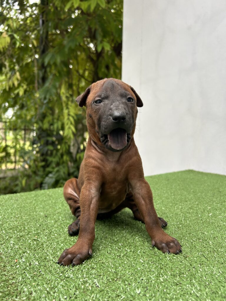 ไทยหลังอาน