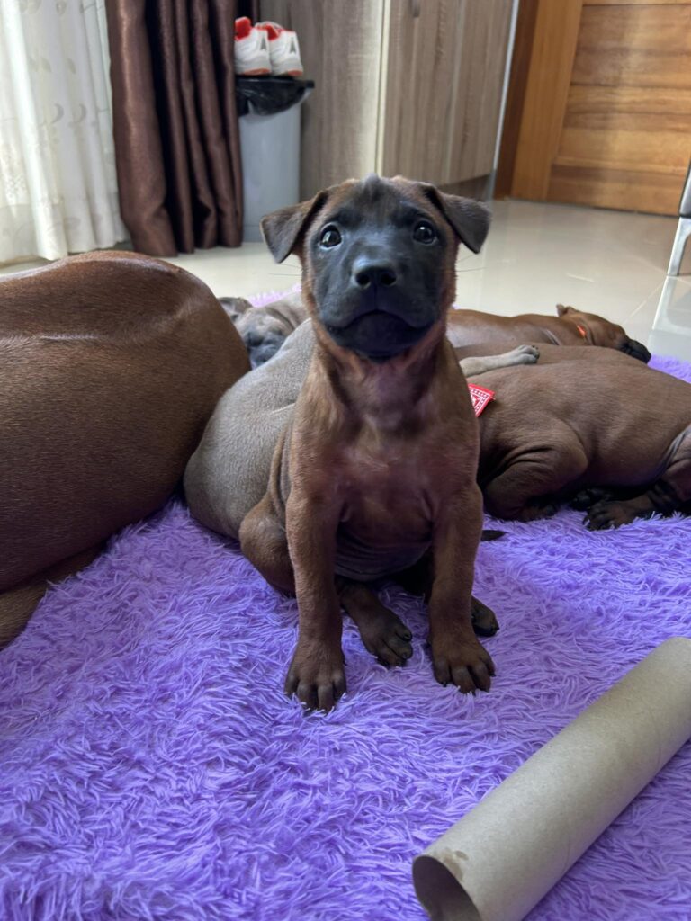 BELLA – ลูกหมาไทยหลัง