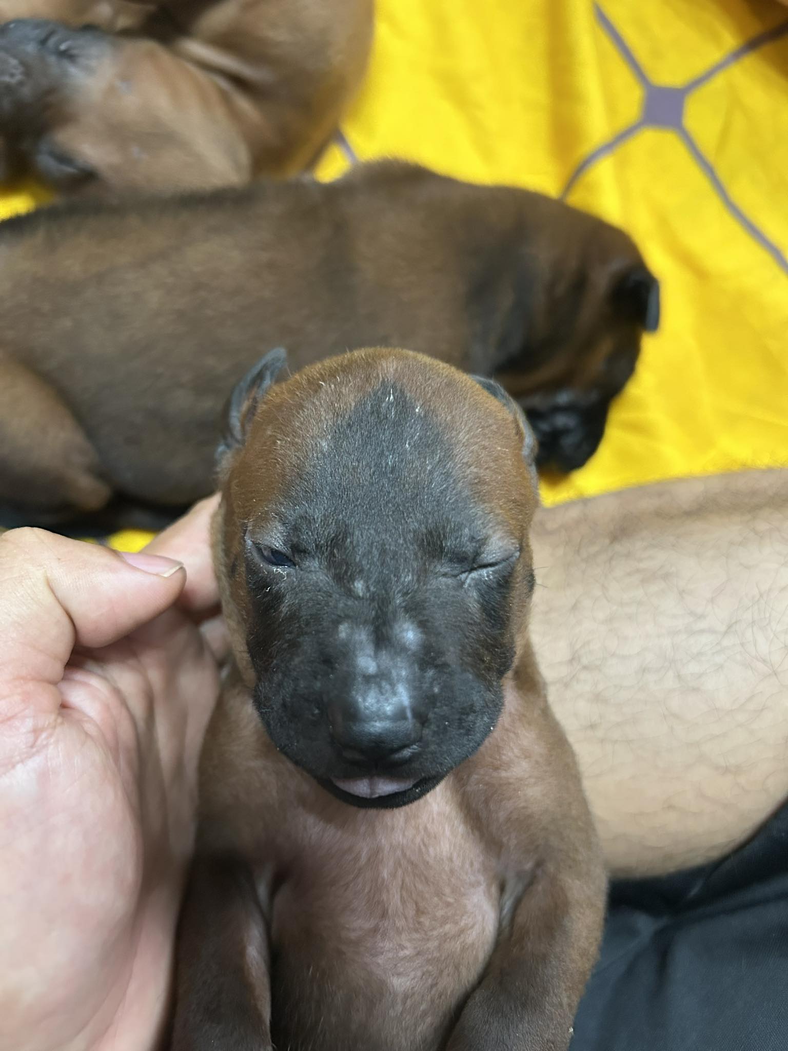 หมาไทยหลังอาน หน้าดำเป็นรูปสามเหลี่ยม คล้ายพีระมิด