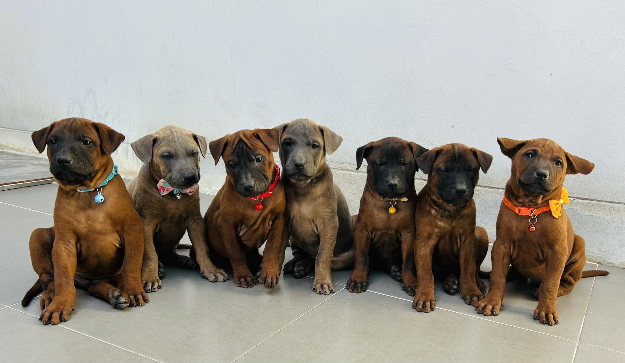 ตั้งชื่อลูกหมาไทยหลังอาน แนวไทยๆ