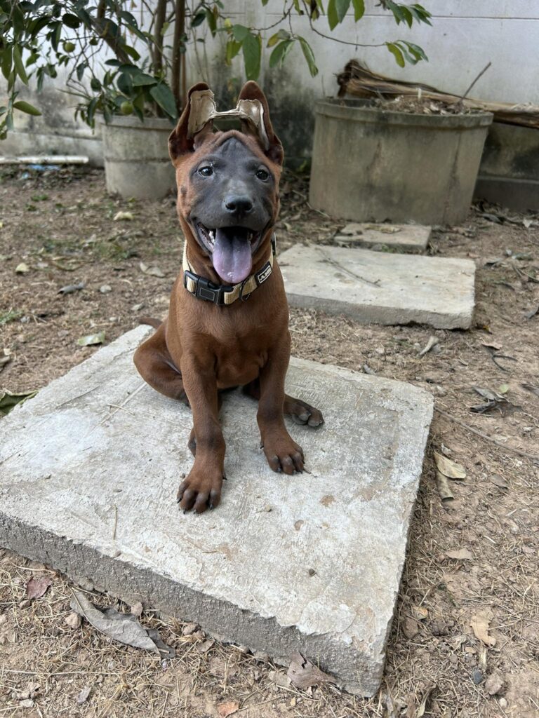 หมาไทยหลังอาน