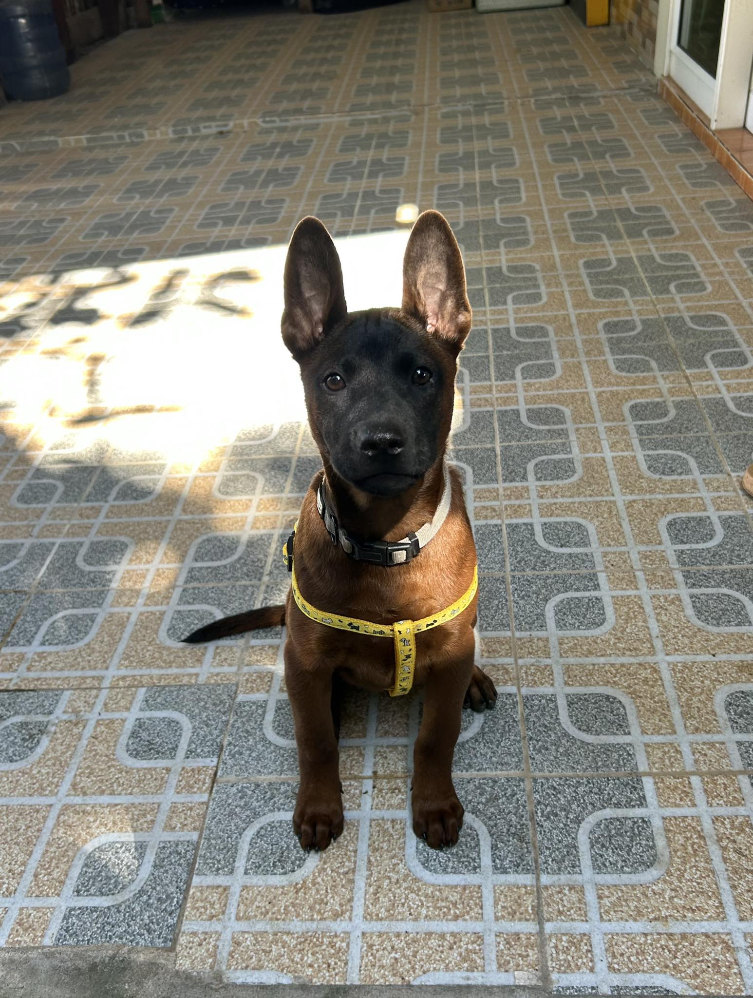 Thai Ridgeback Puppy Available in Thailand | Purebred & Healthy